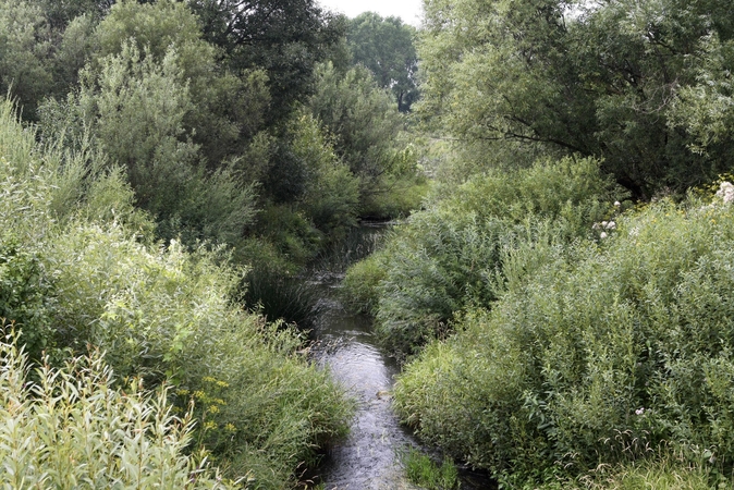 Upelyje rastas suiręs žmogaus kūnas