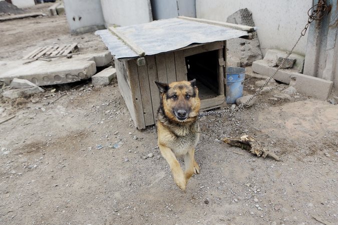 Veterinarijos gydytojams – kaltinimai žiauriu elgesiu