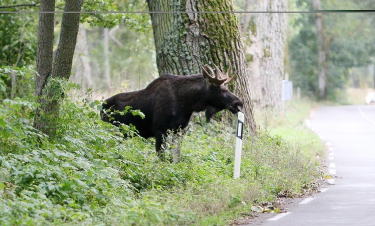 Keliuose pavojų kelia miško žvėrys