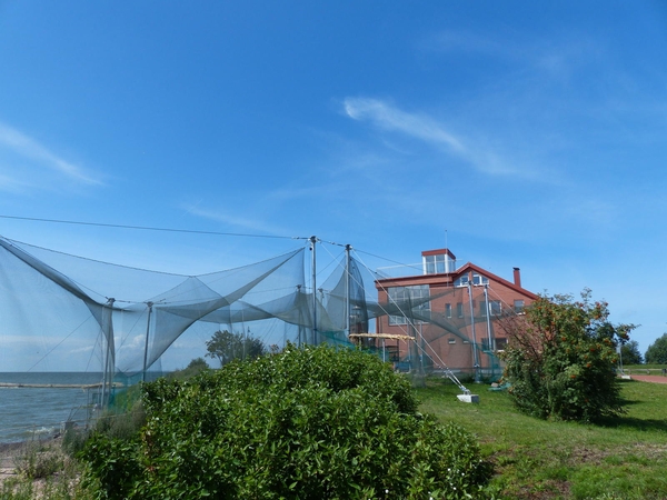 Ventės rago ornitologai: paukščių mažėja