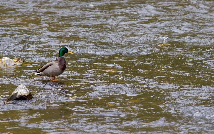 Lėvens upėje Pasvalyje nuskendo moteris