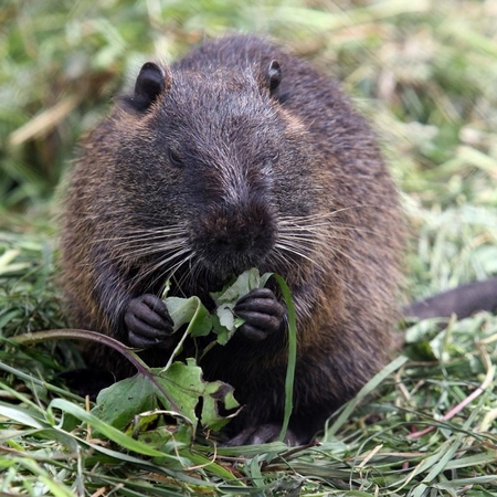 Brakonierius tvirtina bebrus medžiojęs kauptuku