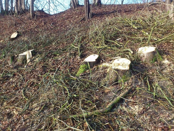 Neteisėtai nukirstų medžių kaina – trečdalis milijono litų