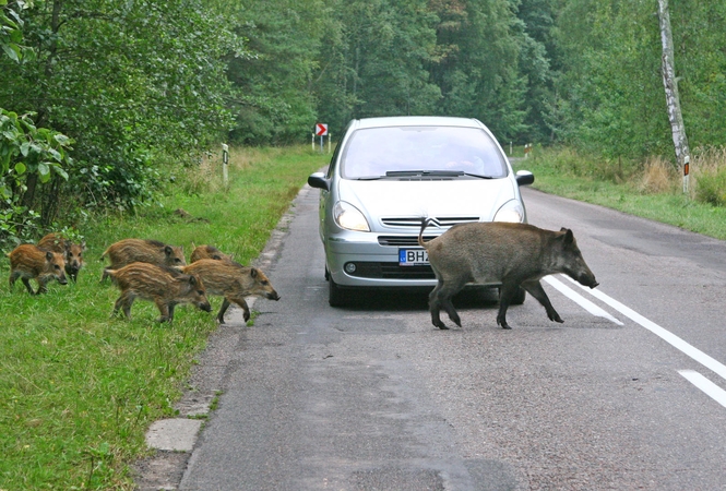 Šią savaitę nustatyti trys maru užsikrėtę šernai