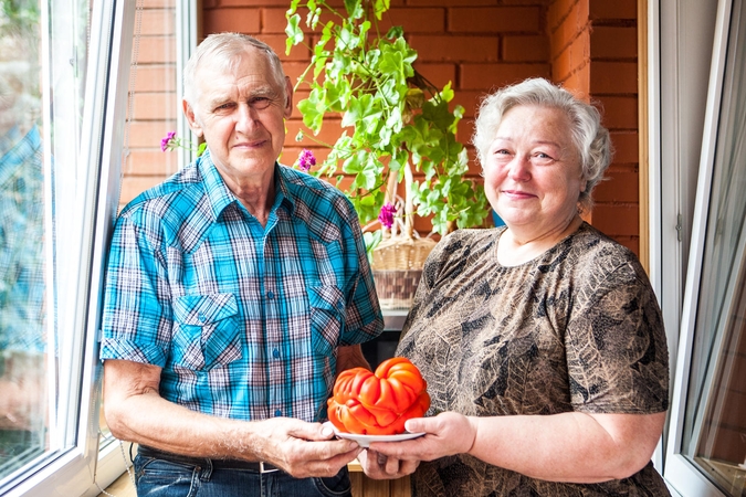 Milžinišką pomidorą užaugino laistydami pienu