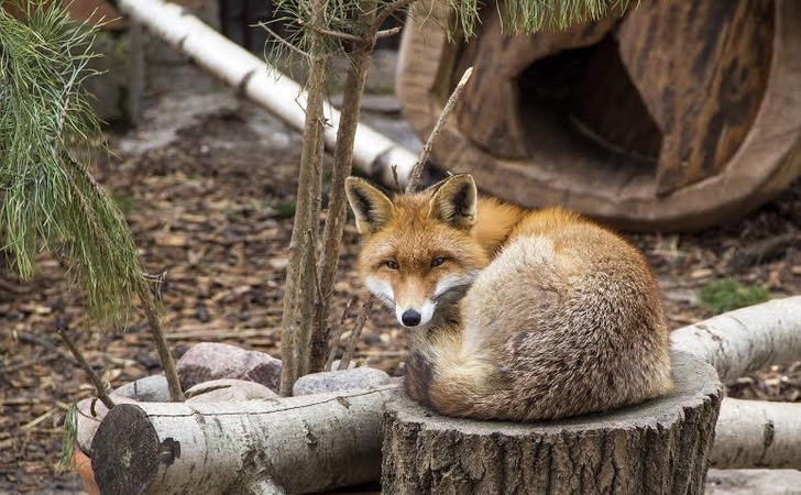 Dovana zoologijos sodo gyventojams – 150 kg kaulų 