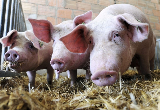 Jonavos rajono bendrovėje įtariamas maras: pavojuje atsidūrė 25 tūkst. kiaulių