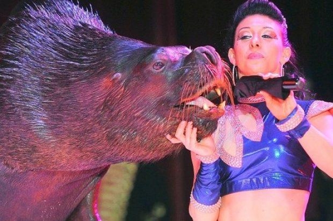 Cirko jūrų liūtams – kasdien po 20 kg silkių