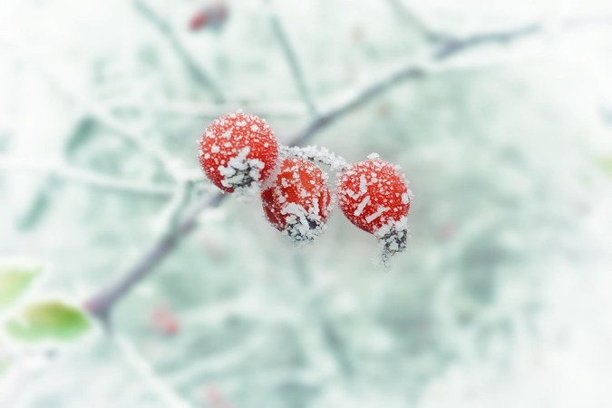 Fotografuokite šerkšną ir dalyvaukite konkurse