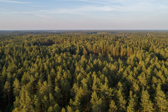 Visoje Lietuvoje vyks Miškininko dienos renginiai
