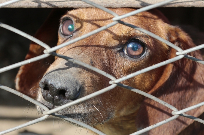 Veterinarijos tarnyba: iki šiol iš nelegalios rinkos paimta apie 380 gyvūnų