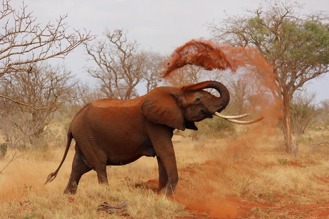 Zimbabvėje dramblys mirtinai sutrypė vokiečių turistę