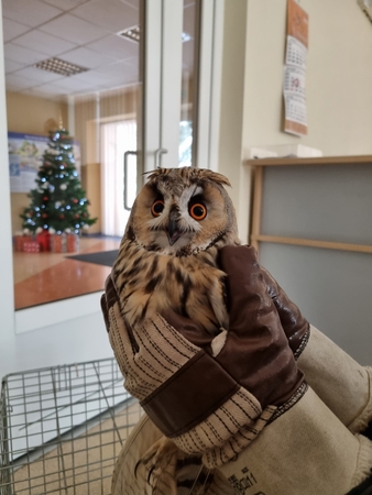 Pasisekė: pasak "Nuaro" vadovės, apuokas buvo labai alkanas, apžiūrėjus ir pamaitinus, paukštis buvo paleistas atgal į gamtą.