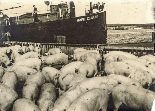 Istorija: Lietuvoje užaugintos kiaulės Klaipėdos uoste varomos į laivo triumą 3–4 dešimtmetyje XX a.