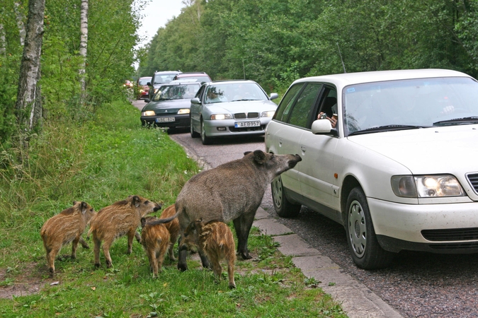 Kiaulių maras pasiekė ir Biržų rajoną