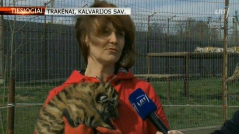 Lietuvos pasienio kaime gimė tigriukų vada