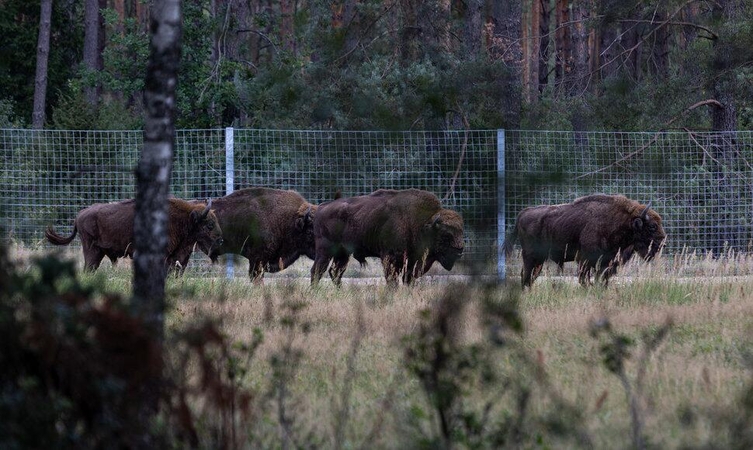 VDU mokslininkai pirmą kartą pasaulyje nuskaitys stumbrų genomą