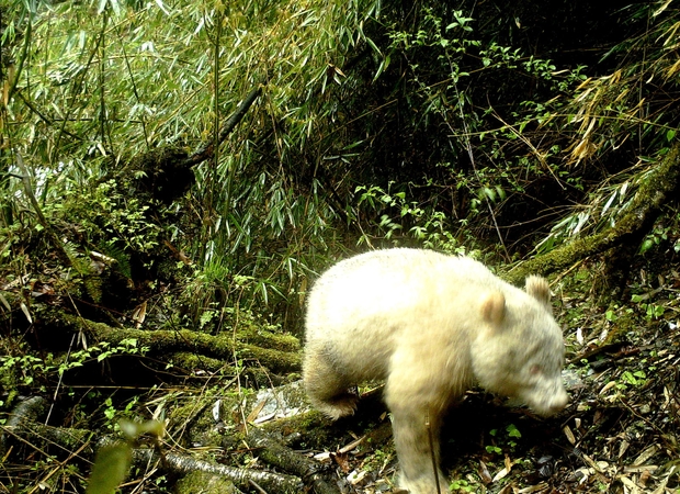 Kinijos miške nufotografuota panda albinosė