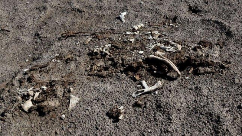 Šiauliuose tiesiant kelią atkasta masinė karo belaisvių kapavietė 