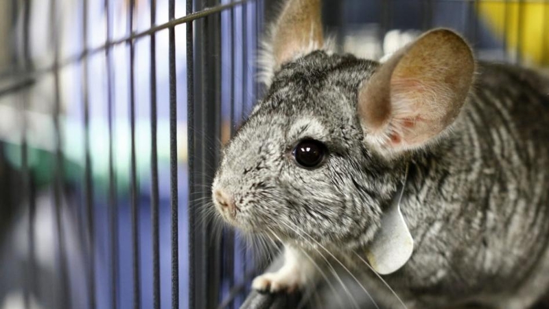 Populiariausi augintiniai Lietuvoje – degu ir šinšilos