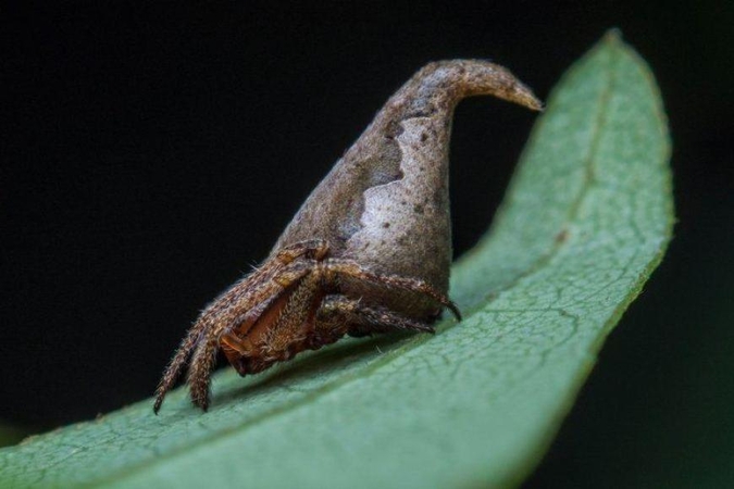 Eriovixia gryffindori