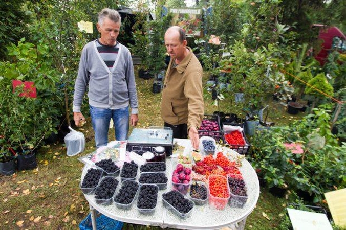 „Pakalnutės uogoje“ – milžiniški svarainiai ir spalvų jūra