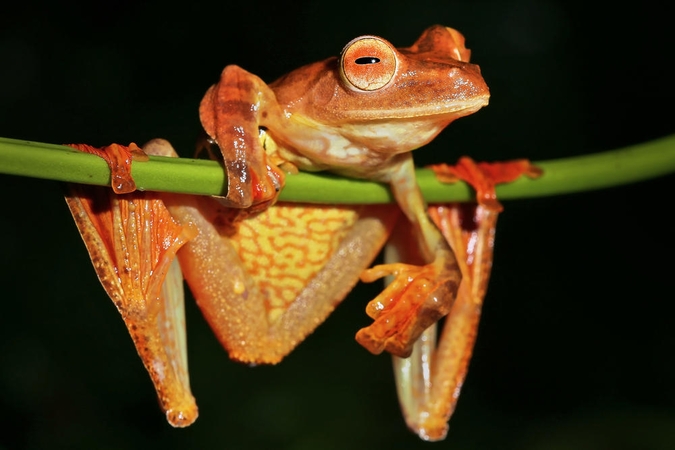 Arlekinu vadinama varlė, gyvenanti Borneo atogrąžų miškuose