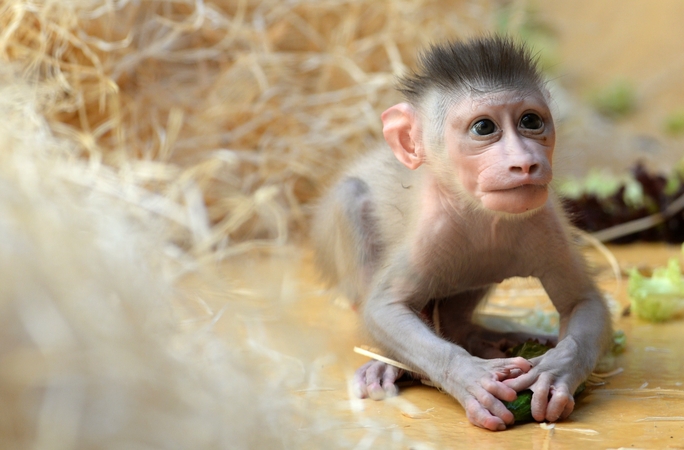 Vokietijos zoologijos soduose – mieli mažyliai