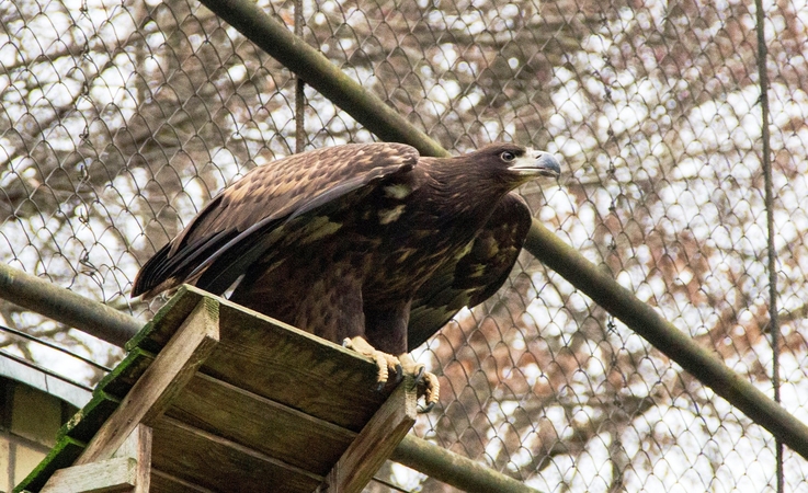 Lietuvos zoologijos sode apsigyveno dar vienas jaunikis – šį kartą iš Olandijos