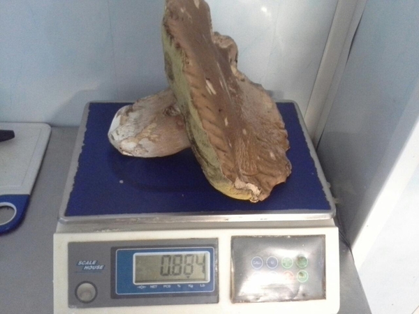 Klaipėdietis rado įspūdingo dydžio baravyką