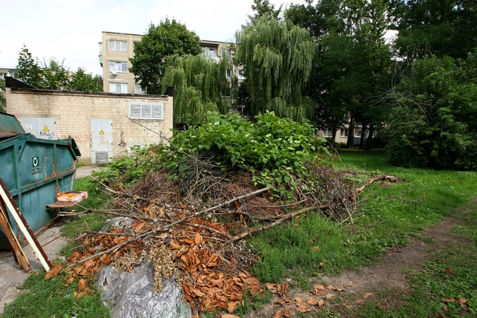 Kauniečiai sodino, barbarai iškirto