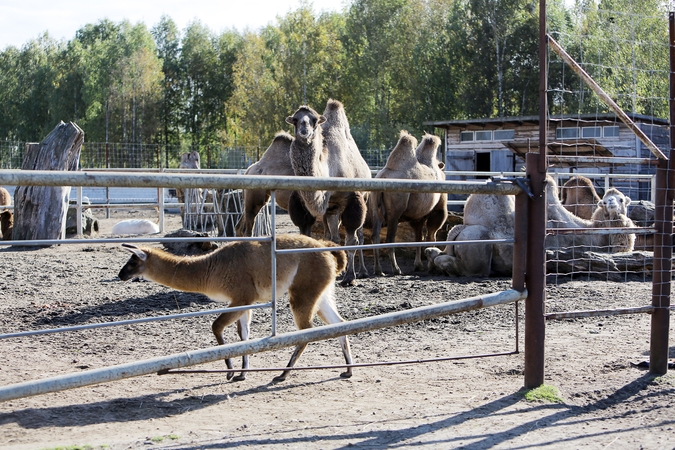 Klaipėda turi zoologijos sodą