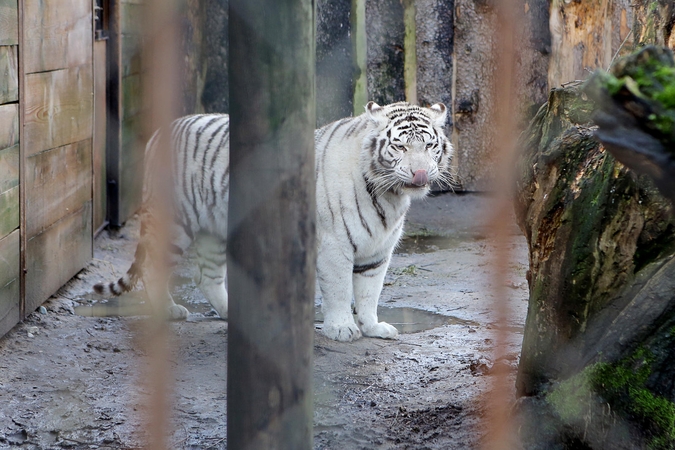 Zoologijos sode – žiemos ramybė