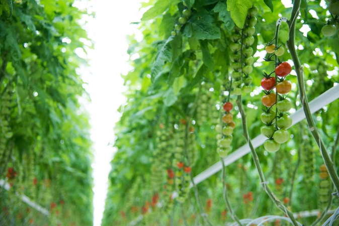 Lietuvoje jau sodinami egzotiniai pomidorai, juos užmegzti padės kamanės