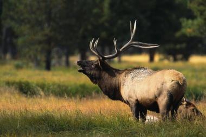 Klaipėdos rajone – mįslinga elnių vagystė