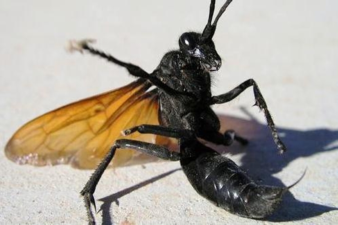Kvapą gniaužianti vapsvos ir tarantulo kova