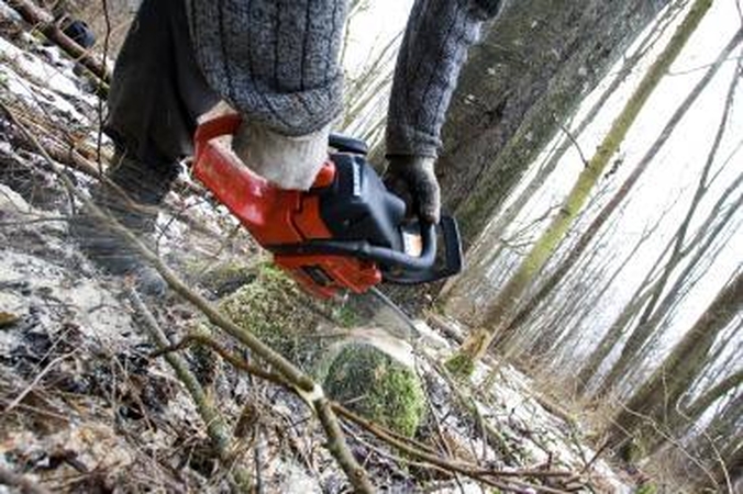 Klaipėdietis neteko medžių