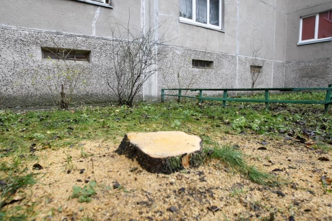 Klaipėdiečiai medžius kiemuose šalina savavališkai? (foto)