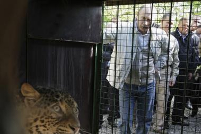 Drąsuolis V.Putinas nebijo ir leopardų