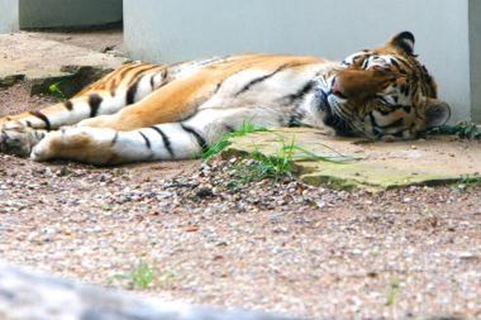 Kauno choro laimėti pinigai pasiekė Zoologijos sodą 