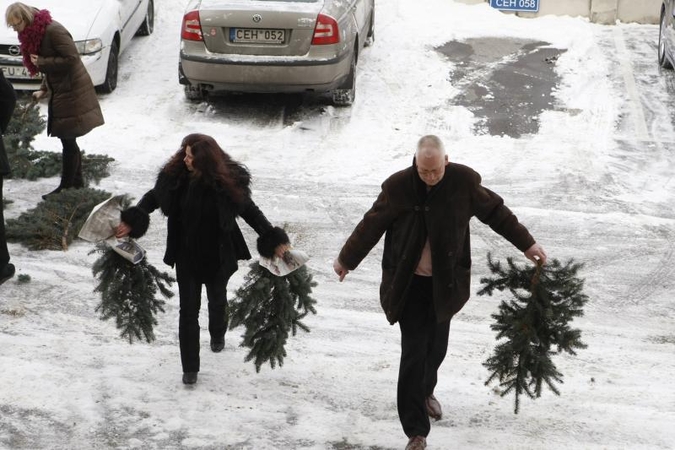 Klaipėdiečiams nemokamai dalins eglių šakas