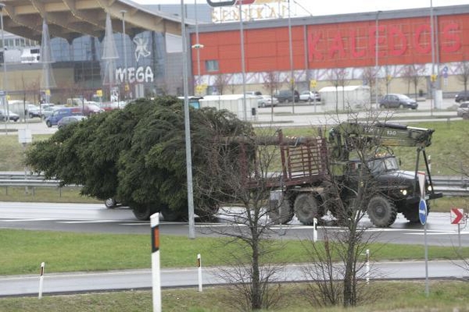 Pagrindinė Kauno eglė iš Šilainių atvežta į Rotušės aikštę (papildyta)