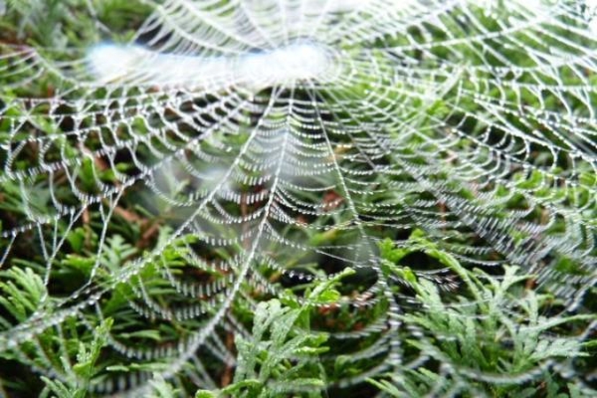 Unikalų skambesį suteikia stygos iš voratinklių