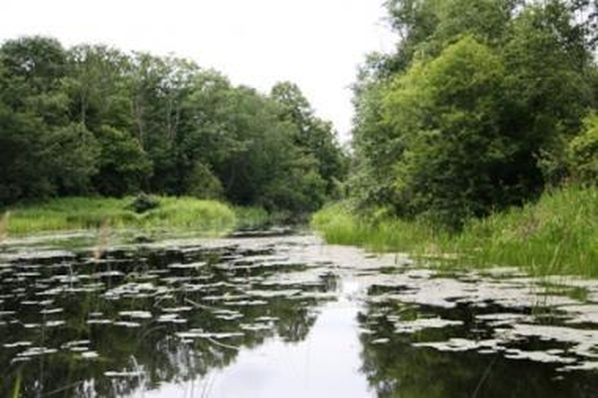Penktadienį laukiama tyrimų rezultatų dėl Lėvens upėje išgaišusių žuvų