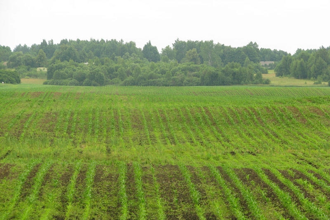 Draudimo pirkti žemę užsieniečiams projektas - per savaitę