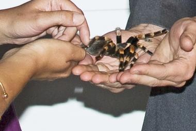 Tarantulai padeda mokslininkams analizuoti žmonių baimes