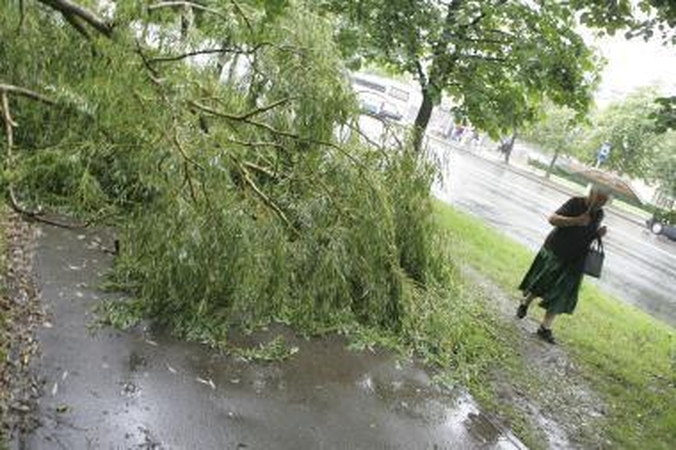 Nuvirtę didžiuliai gluosniai užtvėrė kelią praeiviams