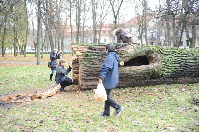 Edukacija ar apsileidimas? Miesto centre mėnesį tyso nukirstas medis