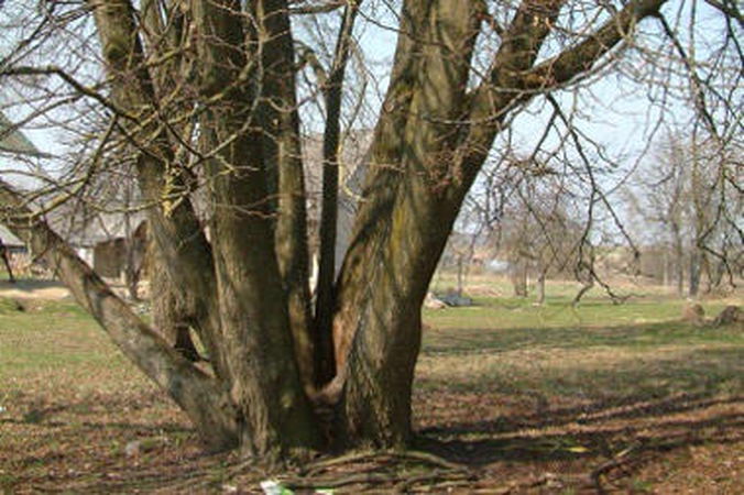 Valstybės saugoma dešimtkamienė liepa skendi šiukšlėse