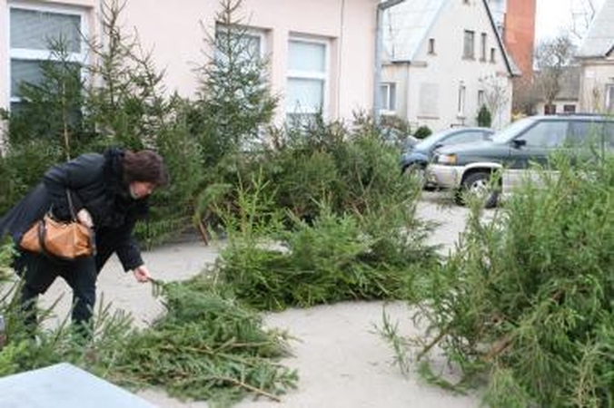 Klaipėdiečiams – nemokamos eglių šakos 